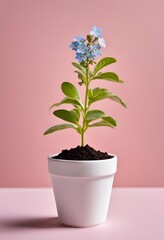 Forget-Me-Nots in Bloom: A delicate sprig of forget-me-nots blossoms in a small white pot against a soft pink background.  The image evokes feelings of serenity and gentle beauty. 