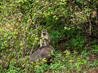 Un singe Grivet assis sur un rocher avec une peau de banane à la main