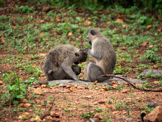 Toilettage de singes Grivet dans la nature