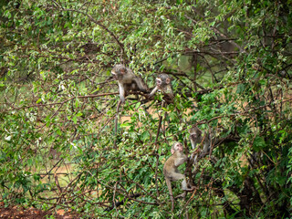 Bébés singes dans les buissons