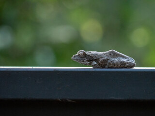 Grenouille grise de profil © Romane