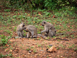 Une famille de Grivet dans la nature