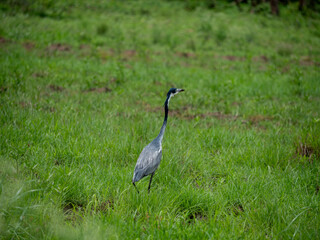 oiseau a long cou, Héron