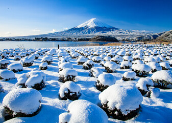 河口湖から富士山と雪景色