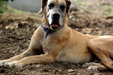 Fototapeta premium close up of great dane dog sitting in farm house