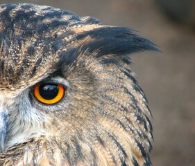 Owl close up with orange eye