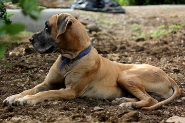 close up of great dane dog sitting in farm house