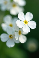 Fototapeta premium Delicate white gypsophila blooms, close-up view , baby's breath, pure, photography
