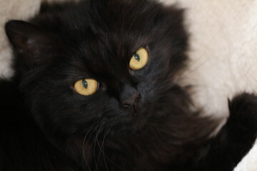 black and white cat
