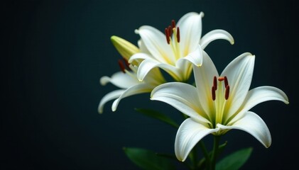 Naklejka premium Delicate white lilies, vibrant stamens, dark backdrop , botanical, oriental
