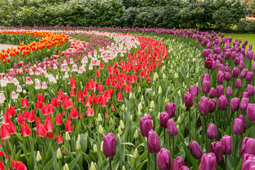 Magnificent tulip garden at Keukenhof, Netherlands, displaying vibrant spring colors in floral patterns
