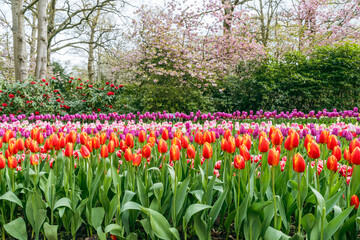 Colorful Keukenhof tulip gardens in South Holland, Netherlands, with bright floral displays in bloom