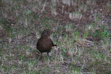 red winged blackbird