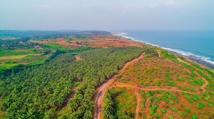 Aerial view of coastal palm plantations and roads, ocean background