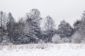 winter landscape, in the photo a forest in winter and a gray sky in the foreground a meadow