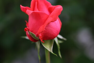 red rose bud