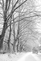 Winter landscape with trees and road in black and white. Black and white.