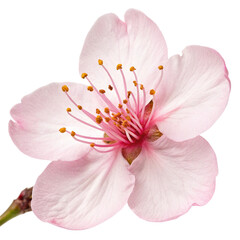 Cherry blossom flower isolated on white background, spring bloom
