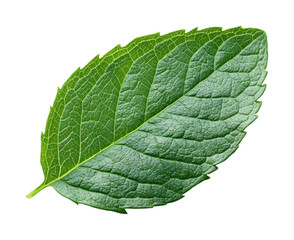 Obraz premium Leaf study natural environment nature isolated on transparent background, png