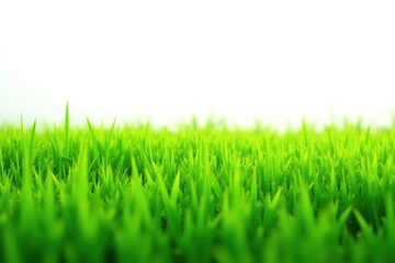 Obraz premium Lush green grass field, perfectly isolated on white , farm, lawn