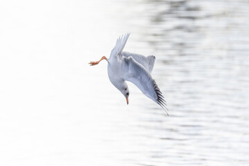 Lachmöwe im Anflug