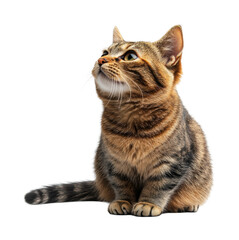 Obraz premium Curious cat looking up animal portrait isolated on transparent background, png