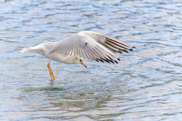 Lachmöwe im Anflug