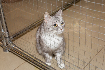 Young, beautiful gray cat in a cage of l shelter