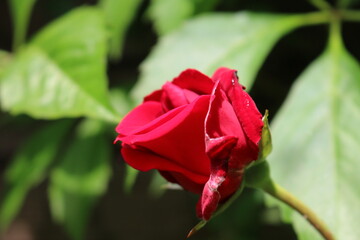 red rose bud