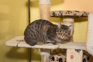 Beautiful grey tabby cat sits sadly in shelter