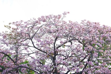 A Tabebuia rosea flower blossom on white isolated background 