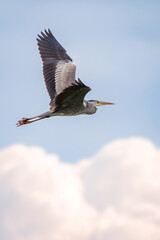 Obraz premium great blue heron