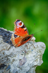 red admiral butterfly