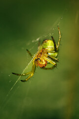 spider on a web