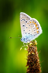 butterfly on leaf
