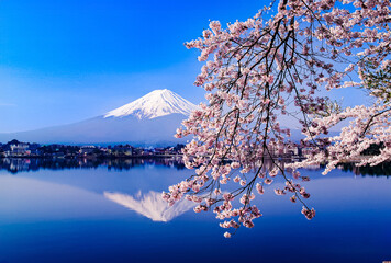 河口湖から富士山と桜