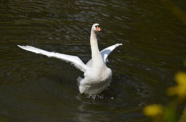 White mute swan Cygnus olor splashing  in the water  on the spring lake . Swan in spring. Free copy...