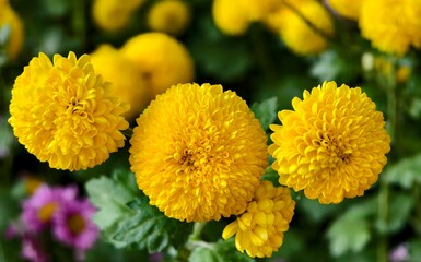 yellow chrysanthemum flowers