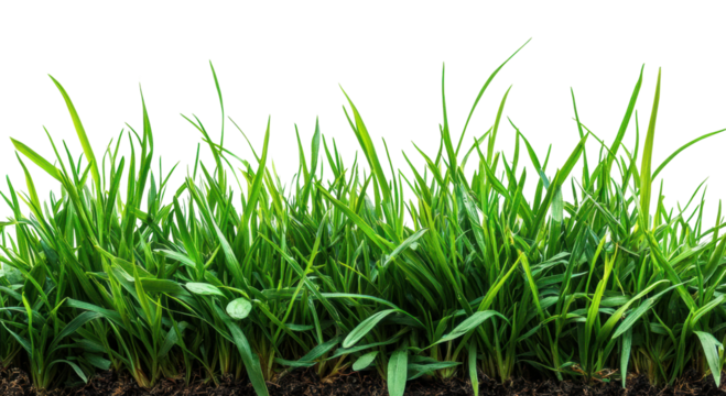 Lush green grass growth in natural landscape isolated on transparent background, png