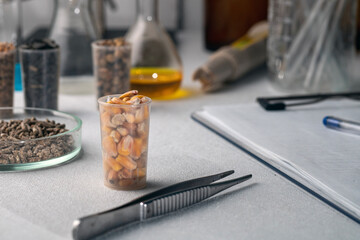 Laboratory studies of corn seeds. Studies on the analysis of agricultural grains and seeds in laboratory conditions.