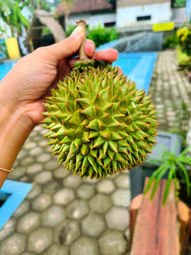 Young durian fruit, which in Javanese is called "durian tewel," is an unripe durian fruit.