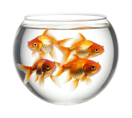 Goldfish swimming in a bowl home nature isolated on transparent background, png
