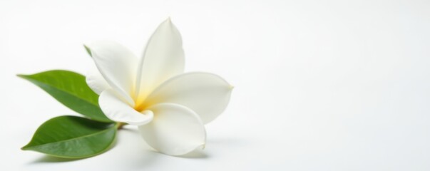 Fototapeta premium Close-up view of a single, fully opened gardenia flower, stark white against a seamless white backdrop, fragrance, beauty, gardenia