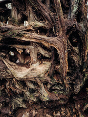 A close-up of tangled tree roots with intricate textures, showcasing their rugged, weathered appearance and earthy, natural complexity.