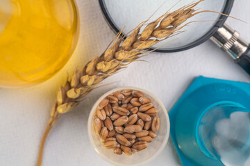 Laboratory studies of wheat seeds. Studies on the analysis of agricultural grains and seeds in laboratory conditions.
