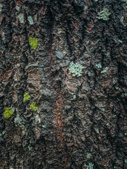 Mossy Tree Bark Texture quality photo