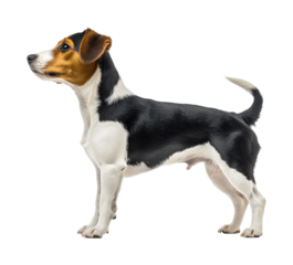 Playful beagle dog portrait animal isolated on transparent background, png