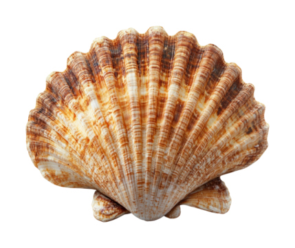Collecting seashells on the beach nature isolated on transparent background, png