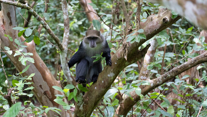 A Majestic Monkey is Relaxing Comfortably on a Tree Branch in a Lush, Vibrant Forest Jozani Zanzibar Africa