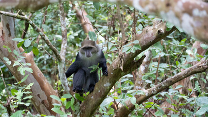A Majestic Monkey gracefully roams its lush Rainforest habitat, showcasing vibrant biodiversity Jozani Zanzibar Africa